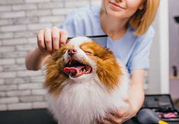 6 Tips to Train Your Pet for Better Grooming Behavior